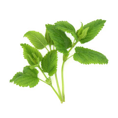 Lemon balm herb plant on white. Used in alternative herbal medicine. Calming herb, reduces stress and anxiety, promotes sleep, improve appetite, aids digestion, bloating, colic. Melissa officinalis. 
