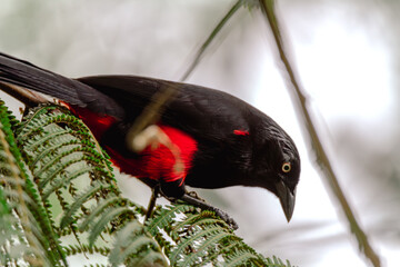 Red-bellied Grackle