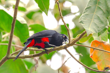 Red-bellied Grackle