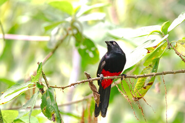 Red-bellied Grackle