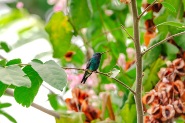 shining-green hummingbird
