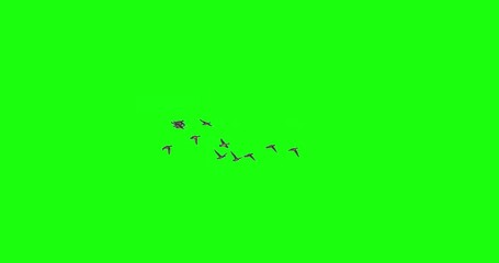Flock of duck birds flying green screen slow motion