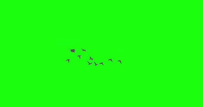 Flock of duck birds flying green screen slow motion