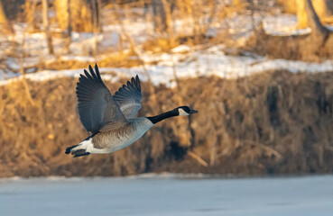 Tree at Sunset in a Storm.