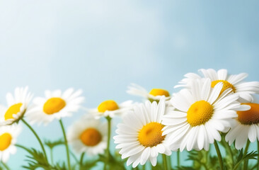 Chamomile (Matricaria recutita), blooming spring flowers on a blue background, close-up, selective focus, with space for text - obrazy, fototapety, plakaty