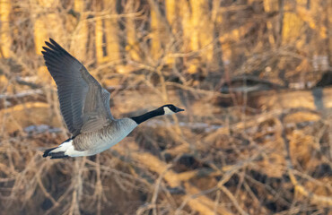 Goose at Sunset