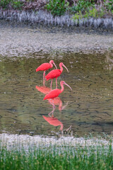 The red corocoro (Eudocimus ruber), also called scarlet ibis in a lagoon that generates a perfect reflection of the birds