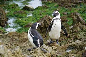 Two cape penguïns on the rocks at Betty Bay, South Africa 