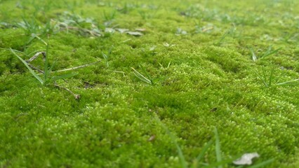 Moss litter appears from under the snow in early spring