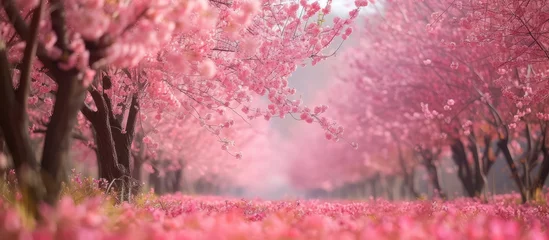 Gordijnen A pink cherry blossom tree stands out in full bloom, adorned with an abundance of vibrant pink flowers. The tree appears to dance among the blossoms, creating a visually striking scene. © 2rogan