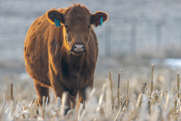 Wagoo Beef