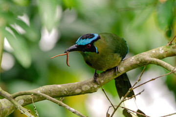 Momotus