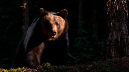 Fototapeta premium Majestic Slovenian Bear In Tranquil Forest Setting Strong and lonely slovenian bear walking in its natural forest habitat.