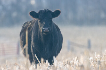 Angus Cow