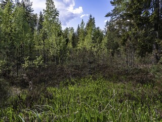 Beautiful landscape on the Vsevolozhsk Lakes, in the Leningrad region in North-West Russia