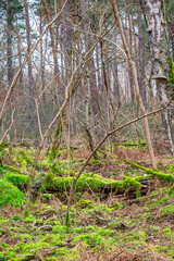 Paysage de sous-bois dans une forêt en hiver avec des feuilles mortes et de la mousse vert sur les arbres.	