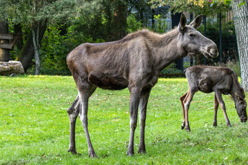Naklejka na ściany i meble Family of moose or elk, Alces alces is the largest extant species in the deer family.