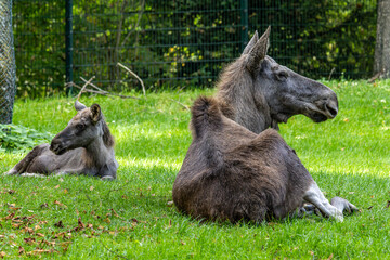 European Moose, Alces alces, also known as the elk