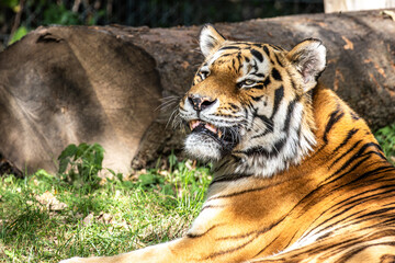 The Siberian tiger,Panthera tigris altaica in a park