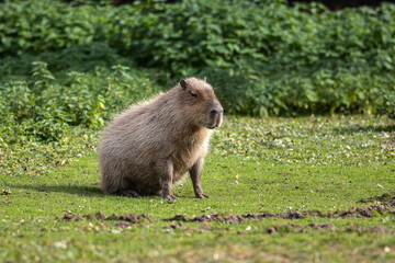 Capybara, Hydrochoerus hydrochaeris grazing on fresh green grass