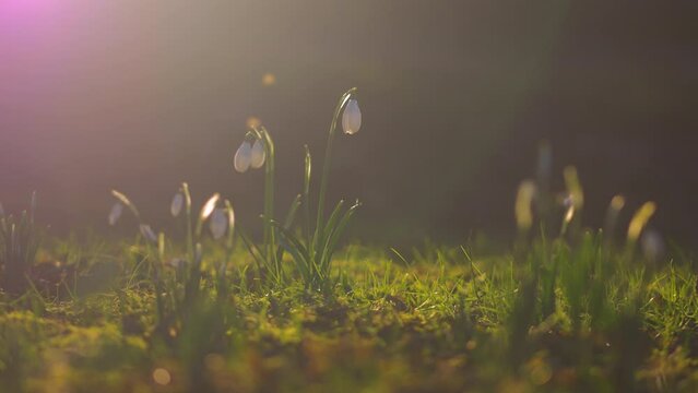 snowdrops lit by low winter sunshine, insects fly around