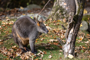 Swamp Wallaby, Wallabia bicolor, is one of the smaller kangaroos