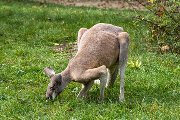 Obraz na płótnie Canvas Red kangaroo, Macropus rufus in a german park