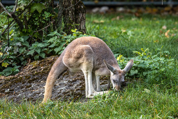 Red kangaroo, Macropus rufus in a german park © rudiernst