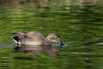 An adult male gadwall (Anas strepera) swims and collects food from the surface of the water - 746768958
