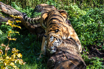 The Siberian tiger,Panthera tigris altaica in a park