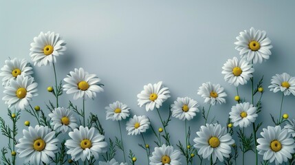 A minimalist design with a row of daisies along the bottom and room for text