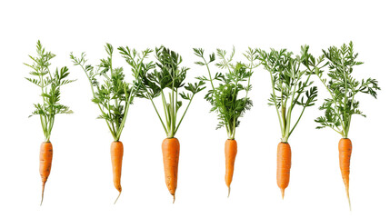 bunch of carrots isolated on white - obrazy, fototapety, plakaty