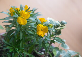Erysimum cheiri, wallflower in bloom, yellow flowers, ornamental plant