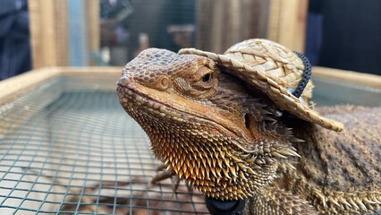 A bearded dragon is sitting on a cage wearing a round cap.