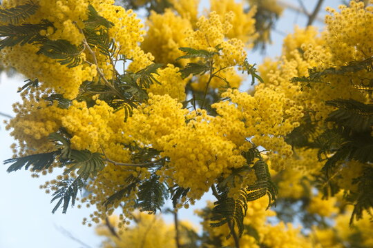 Acacia dealbata in bloom, Acacia derwentii  with yellow flowers , mimosa tree