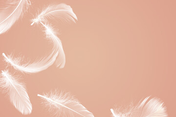 Fluffy bird feathers in air on pale coral background, space for text