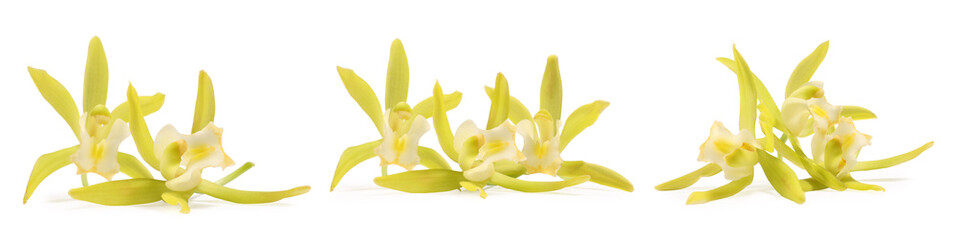 Yellow vanilla orchid flowers isolated on white