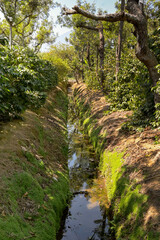 Irrigation ditch on a coffee plantation in south America