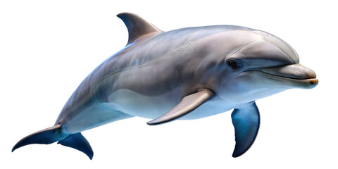 Obraz na płótnie Canvas cute dolphins freestanding and transparent background 