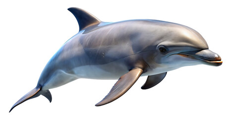 cute dolphins freestanding and transparent background
