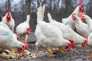 White laying hens eat outside