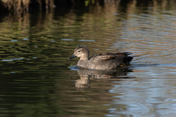 An adult male gadwall (Anas strepera) swims along the shore - 746775383