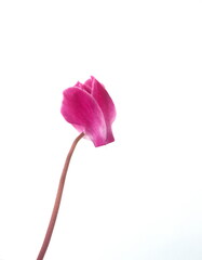 Cyclamen hederifolium, Ivy-leaved cyclamen, sowbread with pink flowers, on white background