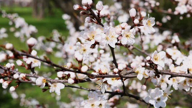 blossom spring cherry, peach trees in park or garden.small little flowers on branches against sky.sun is shining through.one flower attached by trunk.easter is coming