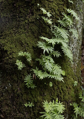 Polypodium vulgare: epiphytic habits on oak bark
