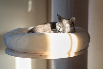 Russian blue cat illuminated with sunlight is sleeping in it's bed indoors
