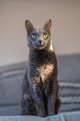 Russian blue cat illuminated with sunlight is sitting on the sofa indoors