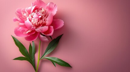 pink background with pink peony