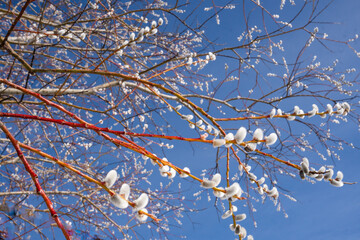 Pussy willow. Beautiful fluffy pussy willow of the frosty willow (Salix daphnoides) against the blue sky.  Buds on a willow tree consisting of white fuzz and yellow pollen. © Sandra Alkado