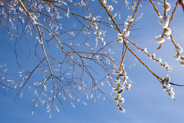 Pussy willow. Beautiful fluffy pussy willow of the frosty willow (Salix daphnoides) against the...